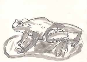 Graphitzeichnung auf Papier - Frosch 1