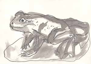 Graphitzeichnung auf Papier - Frosch 2