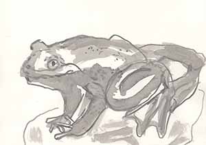 Graphitzeichnung auf Papier - Frosch 4