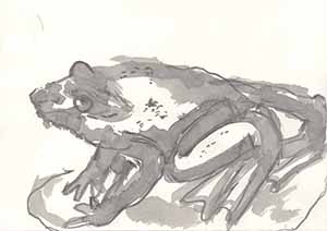 Graphitzeichnung auf Papier - Frosch 5
