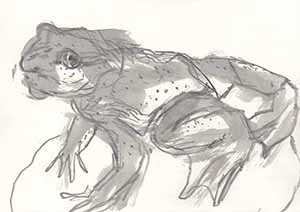 Graphitzeichnung auf Papier - Frosch 6