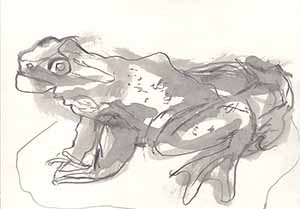 Graphitzeichnung auf Papier - Frosch 7