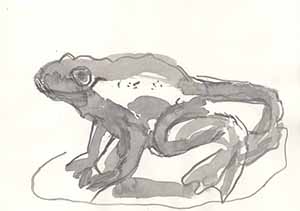 Graphitzeichnung auf Papier - Frosch 9
