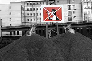  Photocollage - The combative ones 